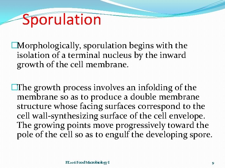 Sporulation �Morphologically, sporulation begins with the isolation of a terminal nucleus by the inward