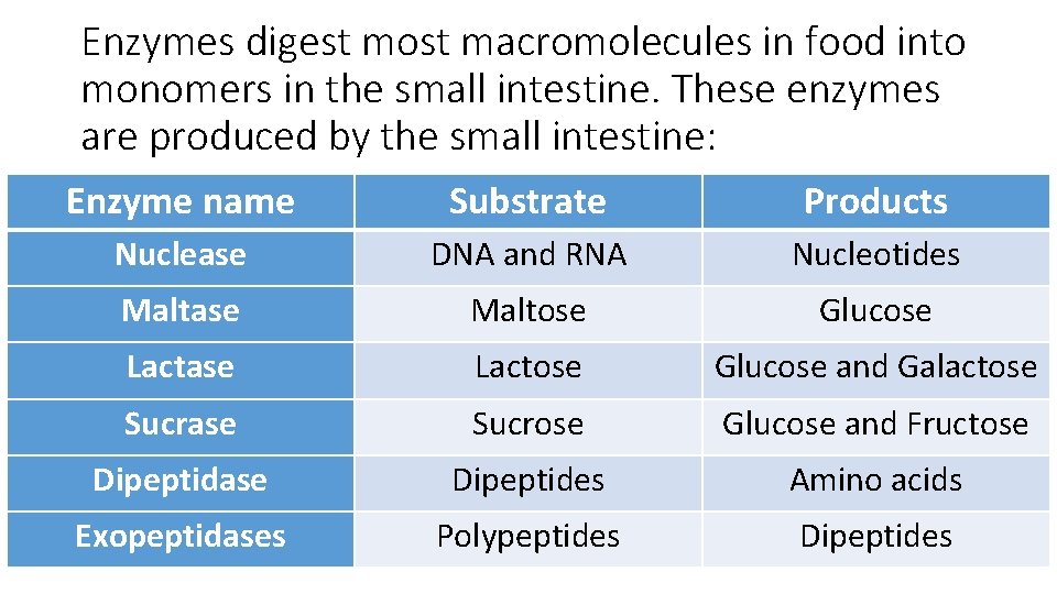 Enzymes digest most macromolecules in food into monomers in the small intestine. These enzymes