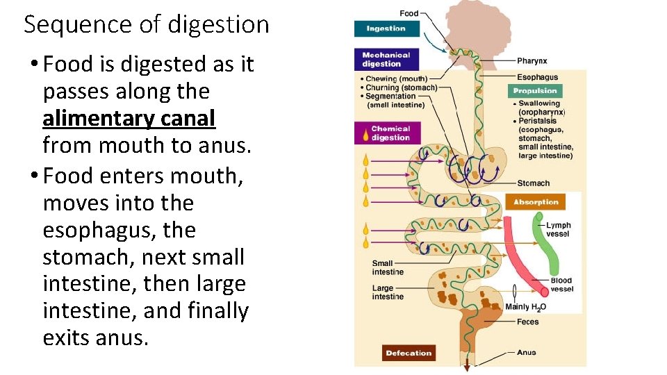 Sequence of digestion • Food is digested as it passes along the alimentary canal