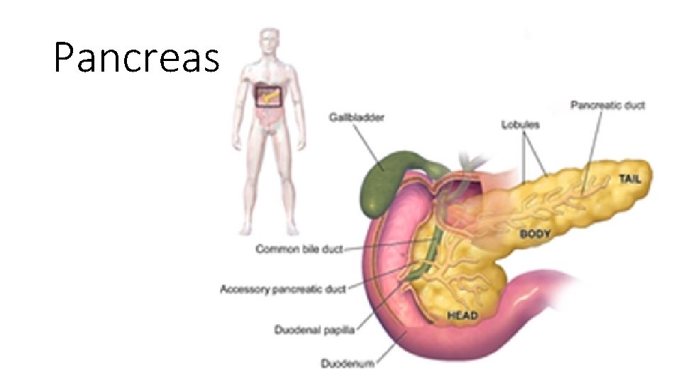 Pancreas 