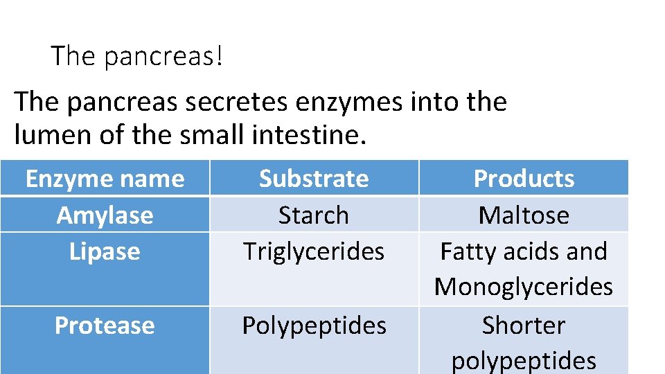 The pancreas! The pancreas secretes enzymes into the lumen of the small intestine. Enzyme