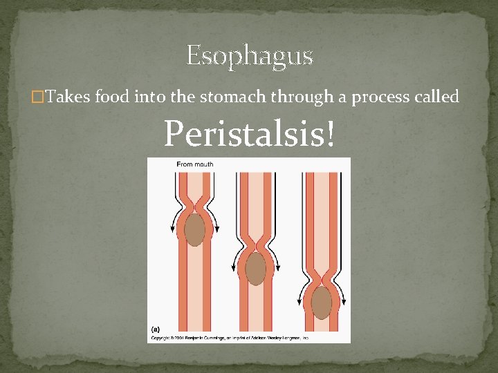 Esophagus �Takes food into the stomach through a process called Peristalsis! 