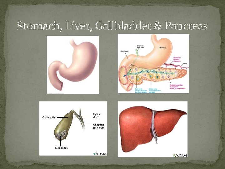 Stomach, Liver, Gallbladder & Pancreas 