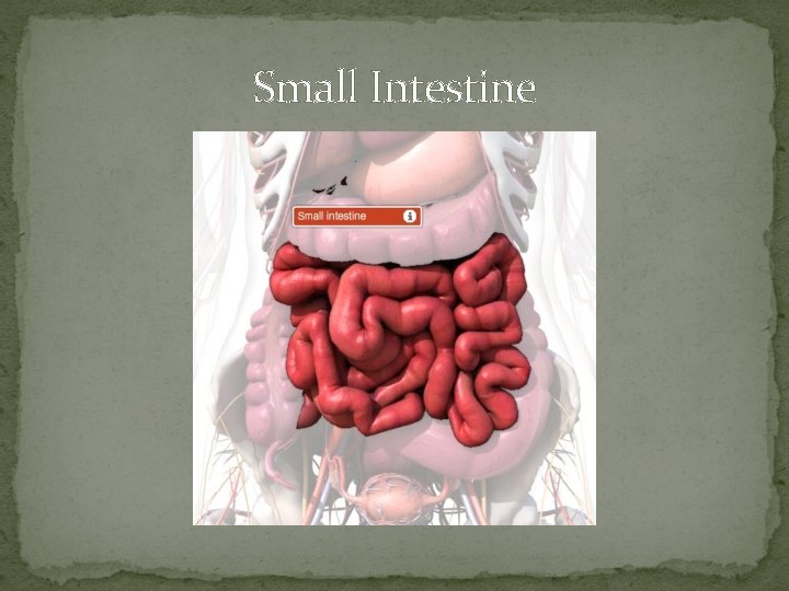 Small Intestine 