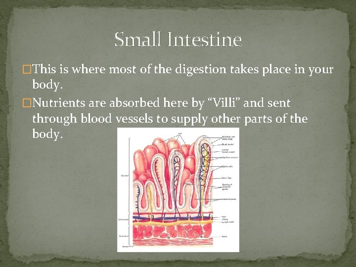 Small Intestine �This is where most of the digestion takes place in your body.