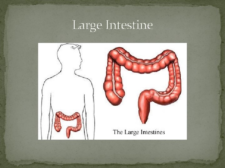 Large Intestine 