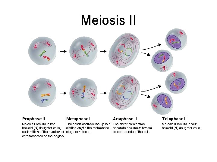 Meiosis II Prophase II Metaphase II Anaphase II Meiosis I results in two The