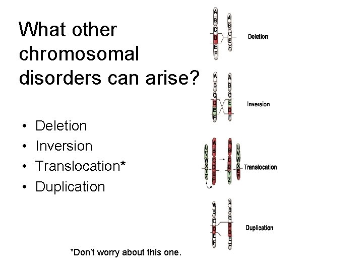 What other chromosomal disorders can arise? • • Deletion Inversion Translocation* Duplication *Don’t worry