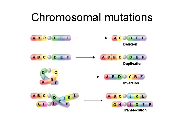 Chromosomal mutations Deletion Duplication Inversion Translocation 