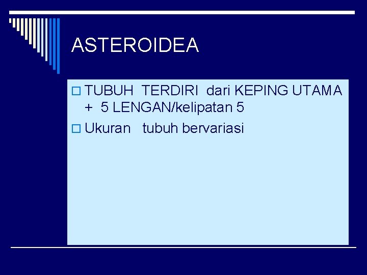 ASTEROIDEA o TUBUH TERDIRI dari KEPING UTAMA + 5 LENGAN/kelipatan 5 o Ukuran tubuh