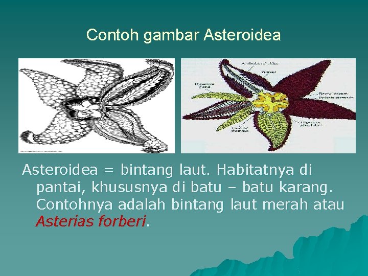 Contoh gambar Asteroidea = bintang laut. Habitatnya di pantai, khususnya di batu – batu