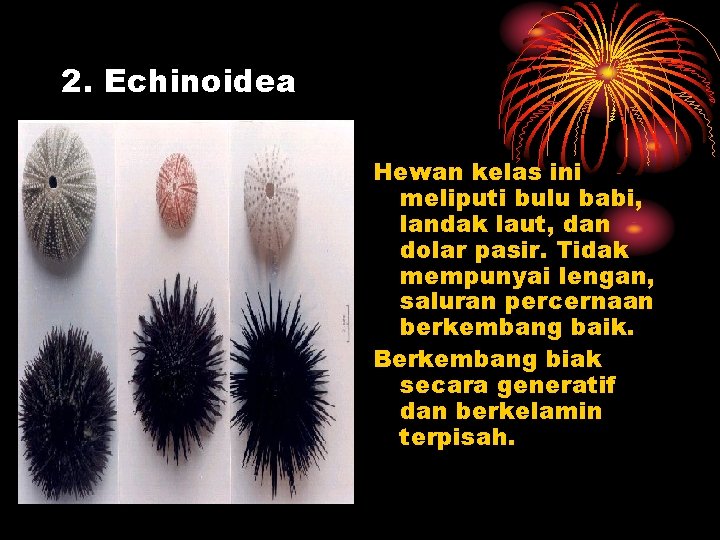 2. Echinoidea Hewan kelas ini meliputi bulu babi, landak laut, dan dolar pasir. Tidak