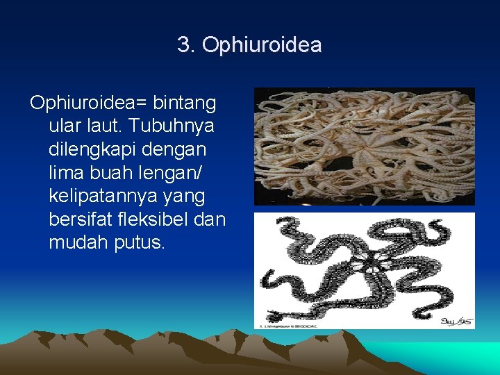 3. Ophiuroidea= bintang ular laut. Tubuhnya dilengkapi dengan lima buah lengan/ kelipatannya yang bersifat