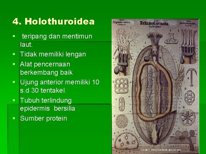 4. Holothuroidea § teripang dan mentimun laut. § Tidak memiliki lengan § Alat pencernaan