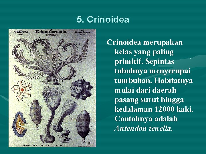 5. Crinoidea merupakan kelas yang paling primitif. Sepintas tubuhnya menyerupai tumbuhan. Habitatnya mulai dari