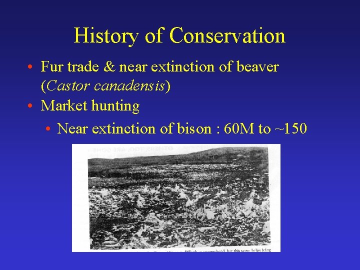 History of Conservation • Fur trade & near extinction of beaver (Castor canadensis) •