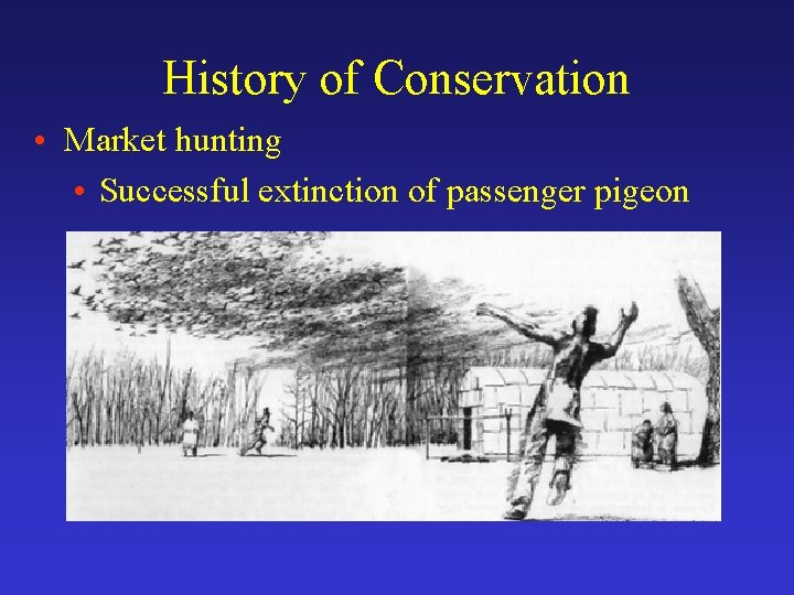 History of Conservation • Market hunting • Successful extinction of passenger pigeon 