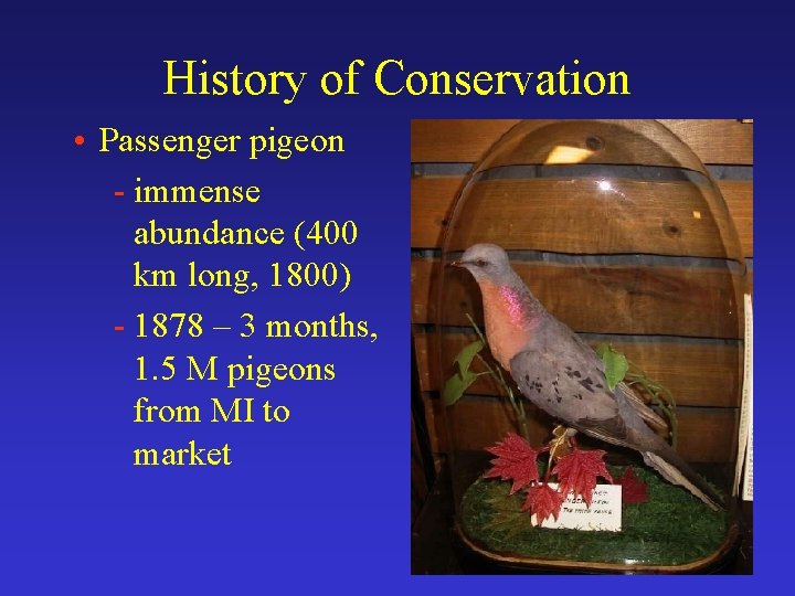 History of Conservation • Passenger pigeon - immense abundance (400 km long, 1800) -