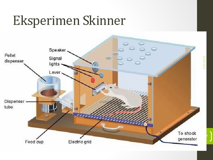 6/5/2021 Eksperimen Skinner 17 