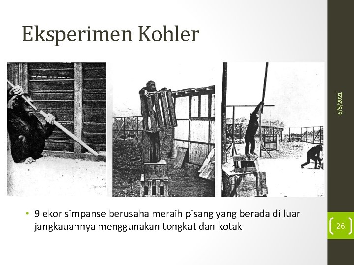 6/5/2021 Eksperimen Kohler • 9 ekor simpanse berusaha meraih pisang yang berada di luar