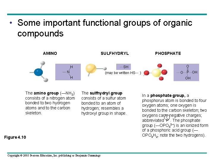  • Some important functional groups of organic compounds AMINO SULFHYDRYL H O SH