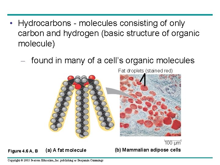  • Hydrocarbons - molecules consisting of only carbon and hydrogen (basic structure of