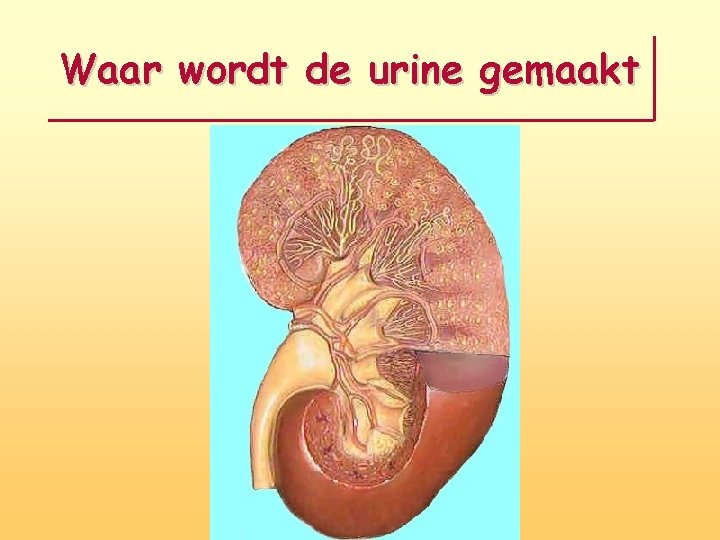 Waar wordt de urine gemaakt 