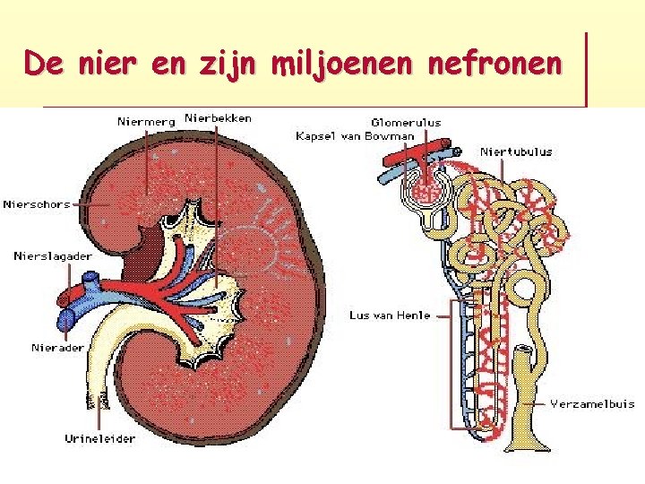 De nier en zijn miljoenen nefronen 