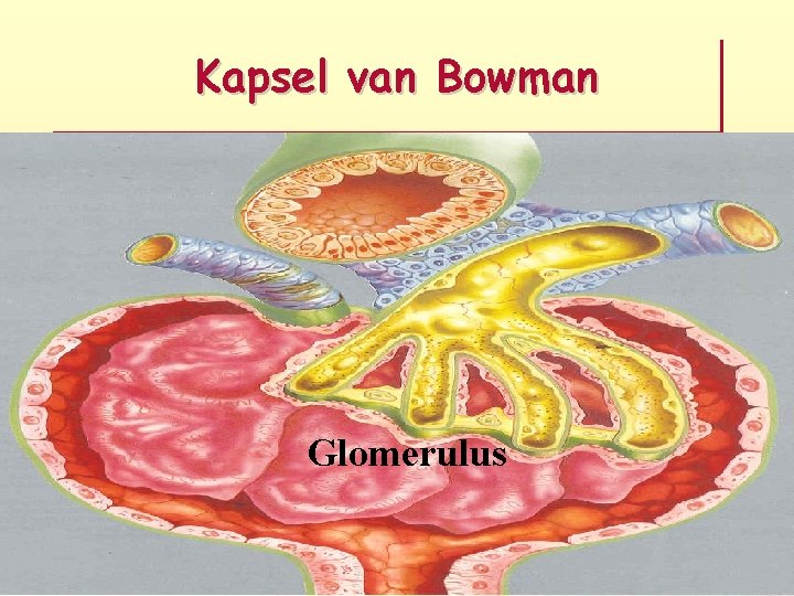 Kapsel van Bowman Glomerulus 