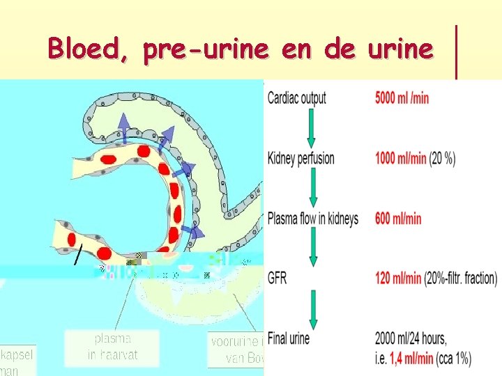 Bloed, pre-urine en de urine 