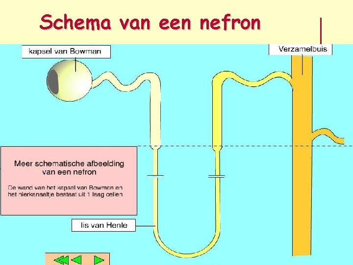 Schema van een nefron 