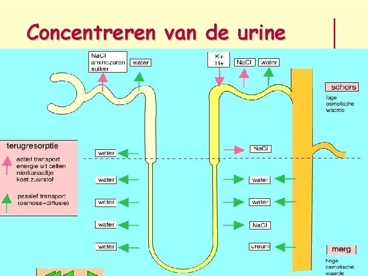 Concentreren van de urine 