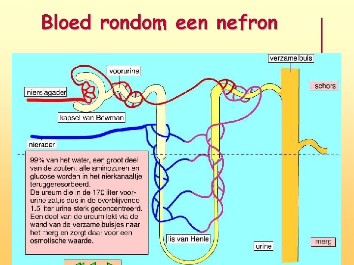 Bloed rondom een nefron 