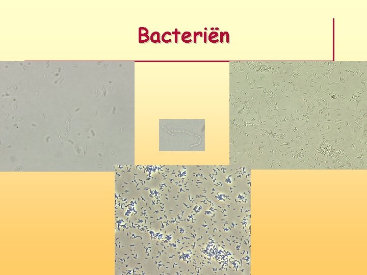 Bacteriën 