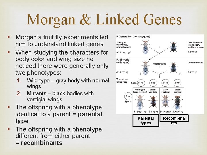 Morgan & Linked Genes § Morgan’s fruit fly experiments led him to understand linked