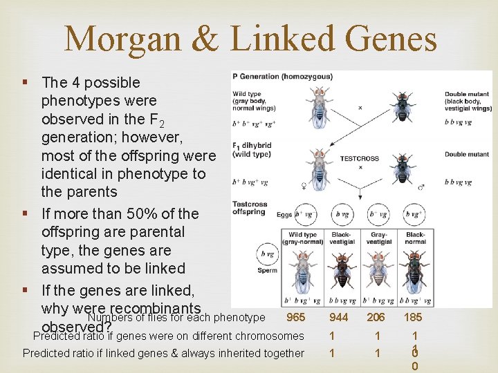 Morgan & Linked Genes § The 4 possible phenotypes were observed in the F