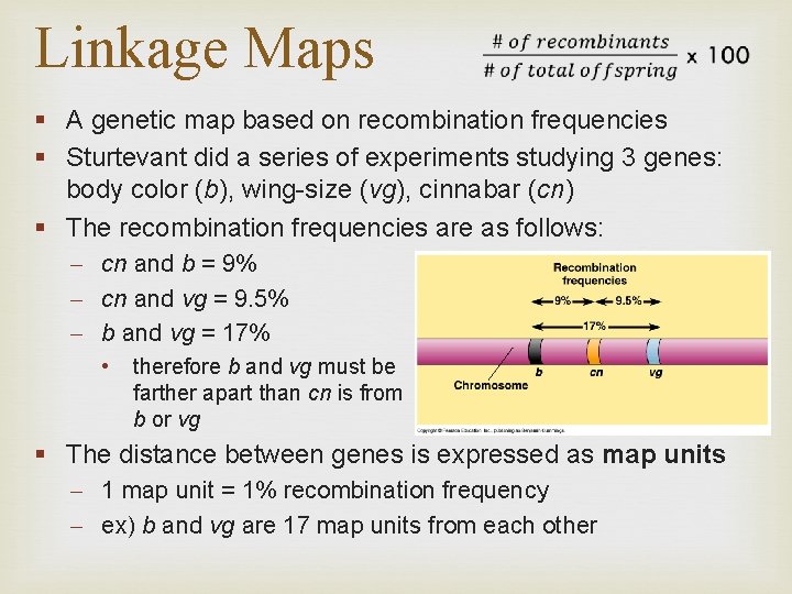 Linkage Maps § A genetic map based on recombination frequencies § Sturtevant did a