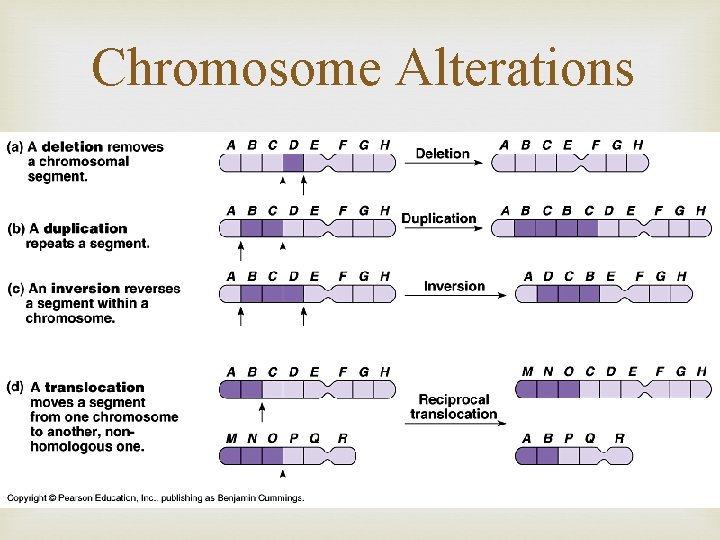 Chromosome Alterations 