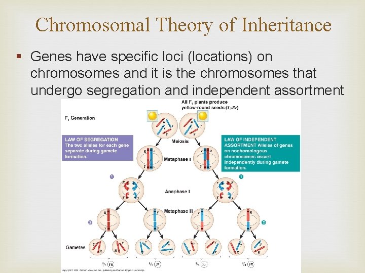 Chromosomal Theory of Inheritance § Genes have specific loci (locations) on chromosomes and it