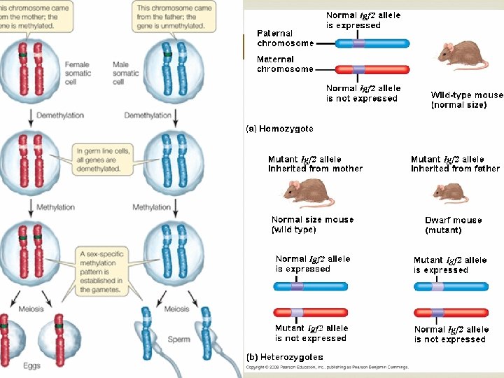 Genetic Imprinting 