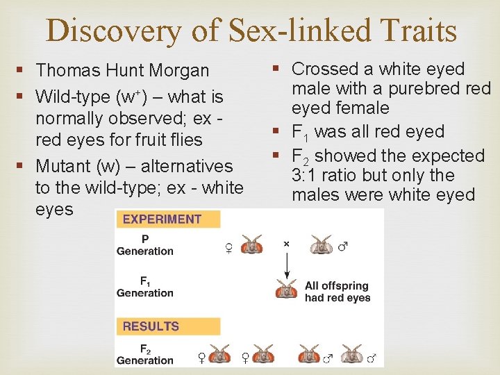 Discovery of Sex-linked Traits § Thomas Hunt Morgan § Wild-type (w+) – what is