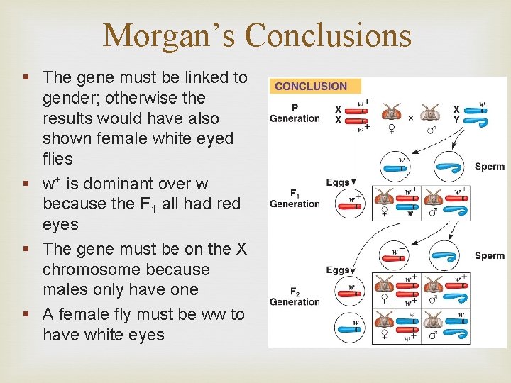 Morgan’s Conclusions § The gene must be linked to gender; otherwise the results would