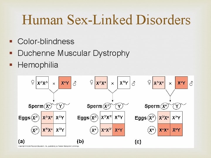 Human Sex-Linked Disorders § Color-blindness § Duchenne Muscular Dystrophy § Hemophilia 