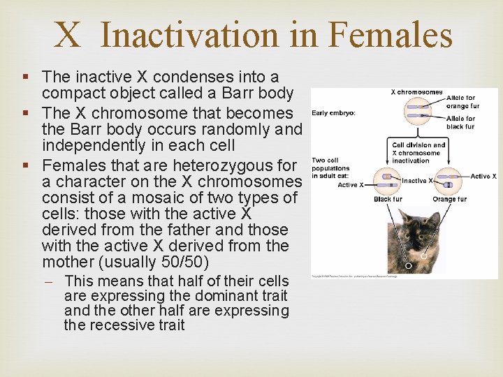 X Inactivation in Females § The inactive X condenses into a compact object called