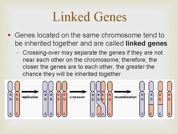 Linked Genes § Genes located on the same chromosome tend to be inherited together