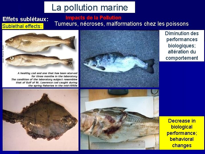 La pollution marine Effets sublétaux: Sublethal effects: Impacts de la Pollution Tumeurs, nécroses, malformations