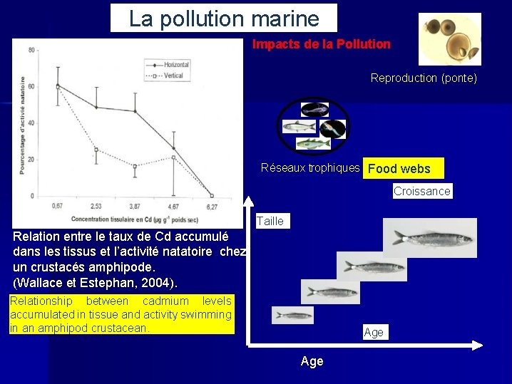 La pollution marine Impacts de la Pollution Reproduction (ponte) Réseaux trophiques Food webs Croissance