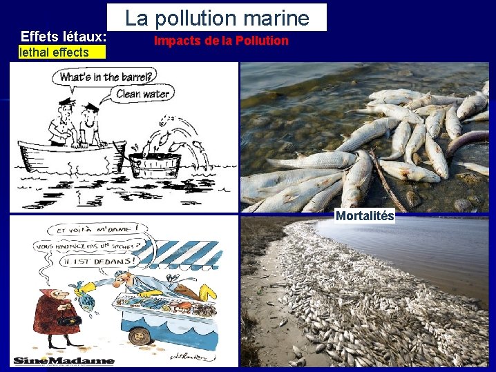 Effets létaux: lethal effects La pollution marine Impacts de la Pollution par les hydrocarbures