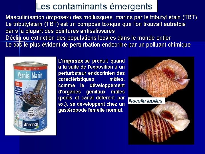 Les contaminants émergents Masculinisation (imposex) des mollusques marins par le tributyl étain (TBT) Le