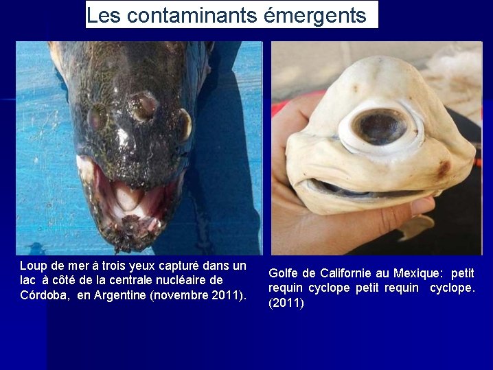 Les contaminants émergents Loup de mer à trois yeux capturé dans un lac à